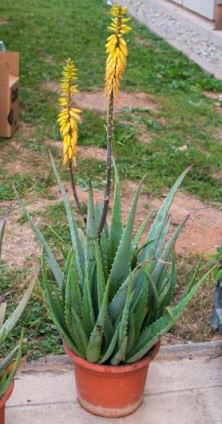 Aloe vera plant with leaves and flowers 