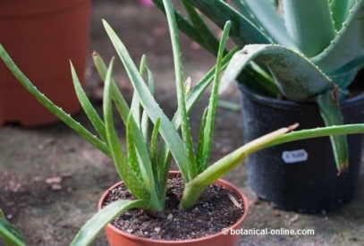 aloe vera plant