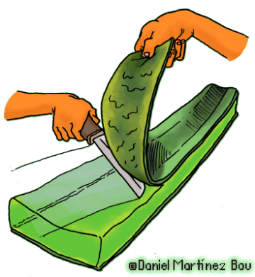 aloe gel obtention
