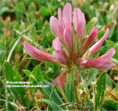 Trifolium alpinum