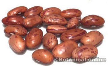 dried bean red beans