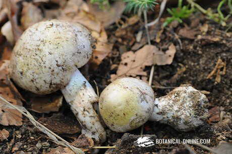 death caps (Amanita phalloides)