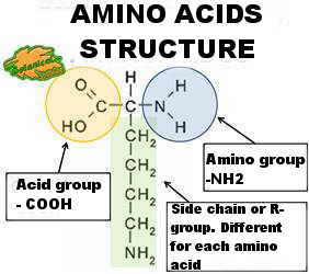 Chemical structure of an amino acid