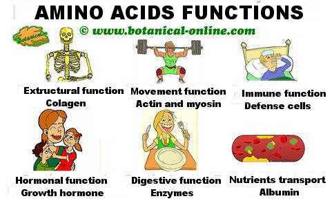 main functions of amino acids