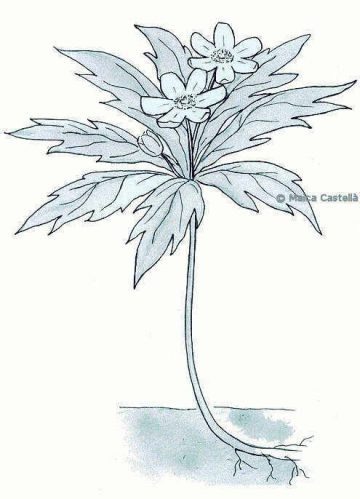 Wood anemone drawing