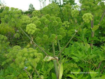 Wild celery 