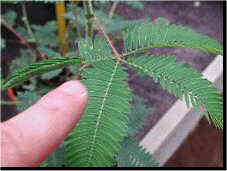 mimosa pudica