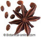 star anise fruit with seeds 