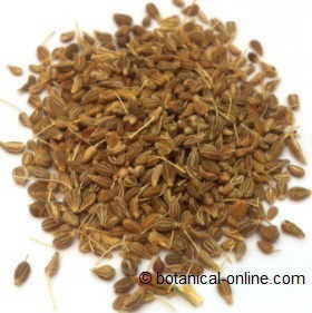 Photo of aniseed or anise