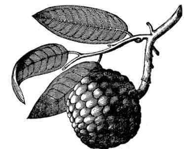 annona