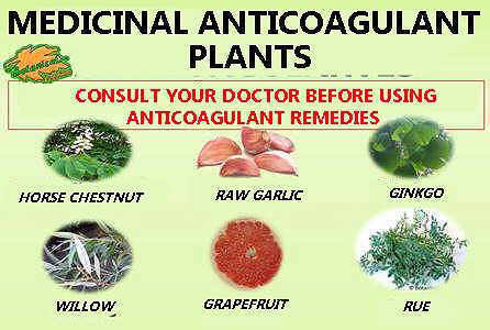 main anticoagulant medicinal plants