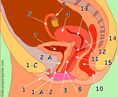 characteristics of vaginal diseases