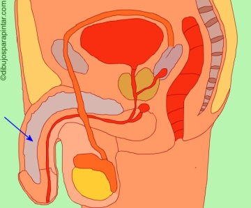 Drawing of male genital apparatus