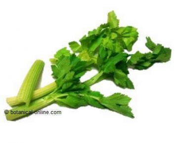 Celery