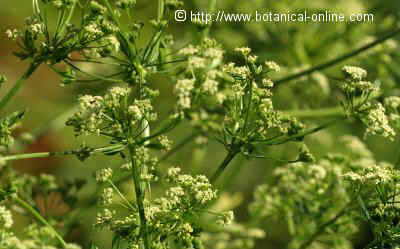 Celery plant