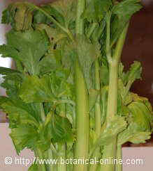 celery