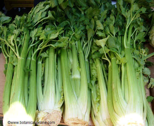 cELERY