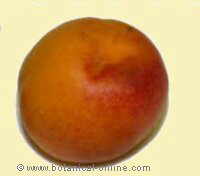 apricot