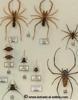 Arachnid photo