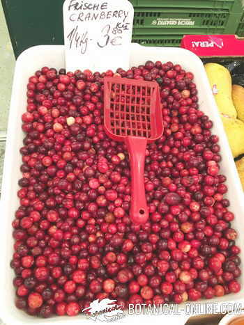 blueberries in a vienna market