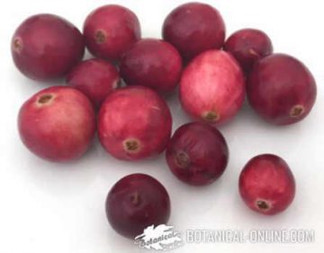 American cranberries