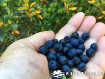 Wild blueberries freshly harvested.