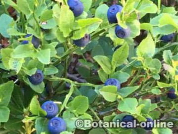 Wild blueberries