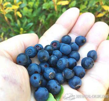 Wild blueberries freshly harvested.