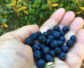 bilberries