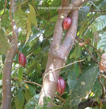 cacao tree