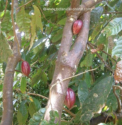 Cocoa tree, with leaves and fruits