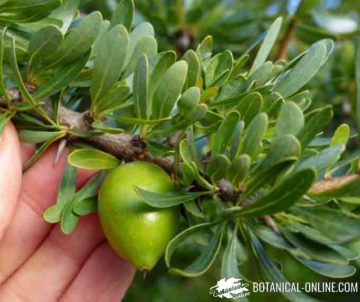 Argan fruit, from which argan oil is extracted