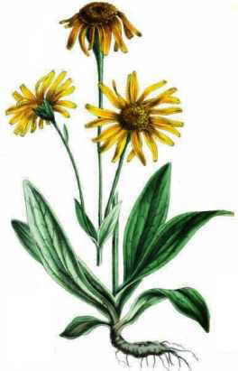 arnica