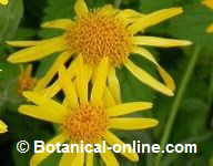 arnica flowers