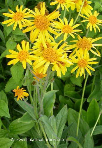 Photo of arnica plant 