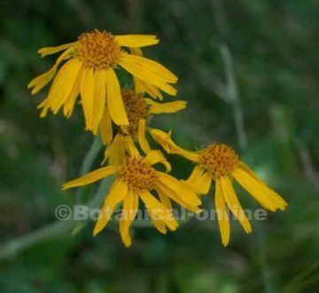 Arnica flowers