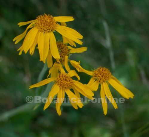 Arnica flowers 