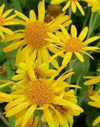 Photo of arnica flowers