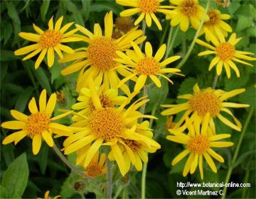 Arnica flowers