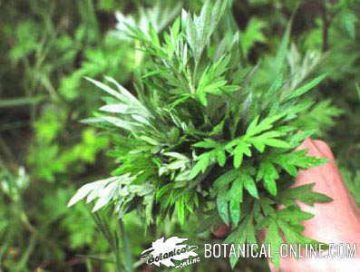 mugwort