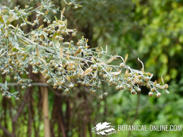 Artemisia absinthium
