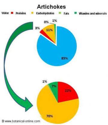 artichokes composition
