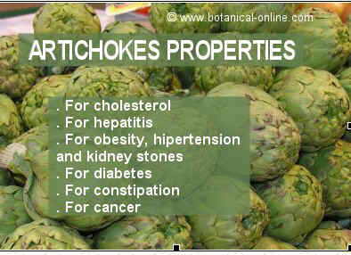 Artichokes properties