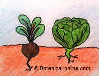crop association, root and leafy vegetables