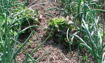 intercropping