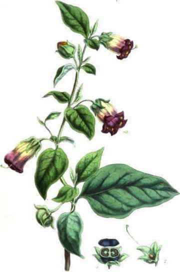 A drawing of the plant