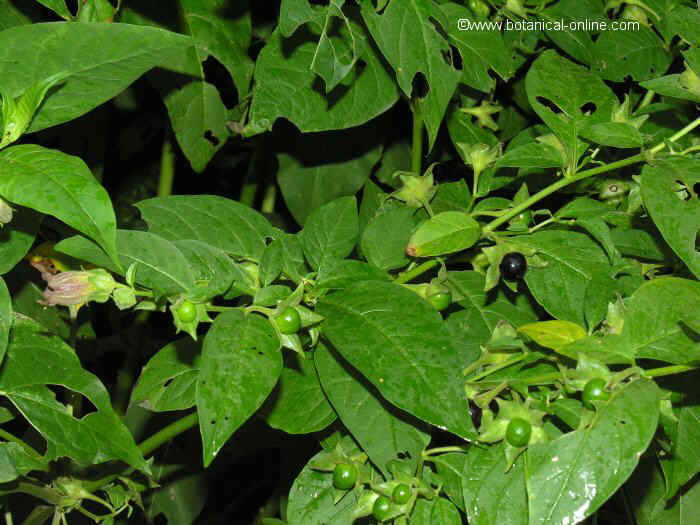 Atropa belladonna (Belladonna)