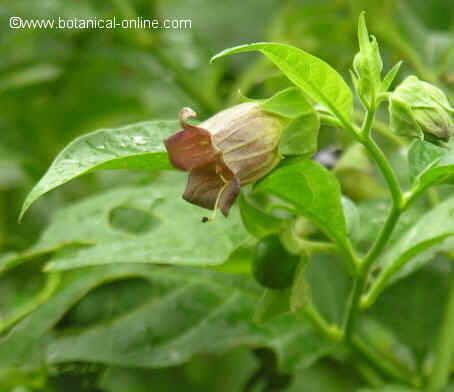 Belladonna flower