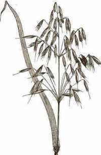 Illustration of an oat spike.