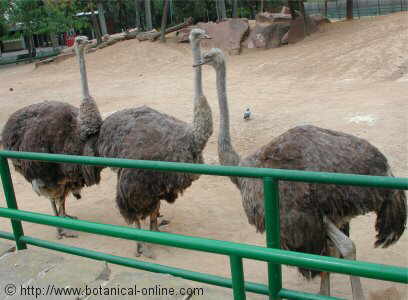 Ostriches